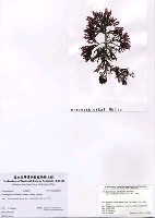 藏品(波狀軟骨凹頂藻)的圖片